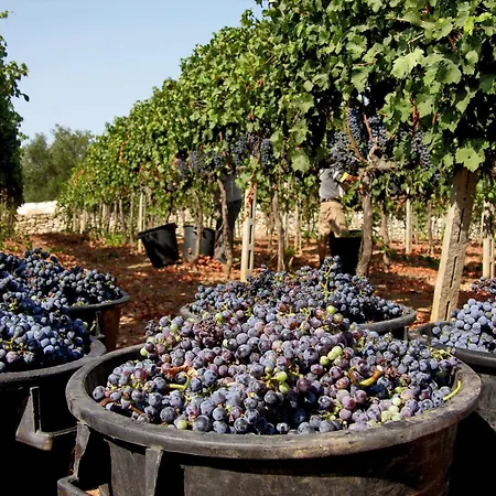 Kamp alanı La Masseria - Maeva Vacansoleil 4*